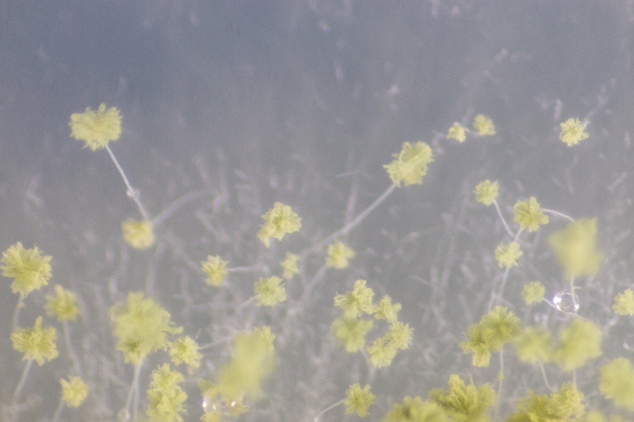 Koji spores – Koji and Co