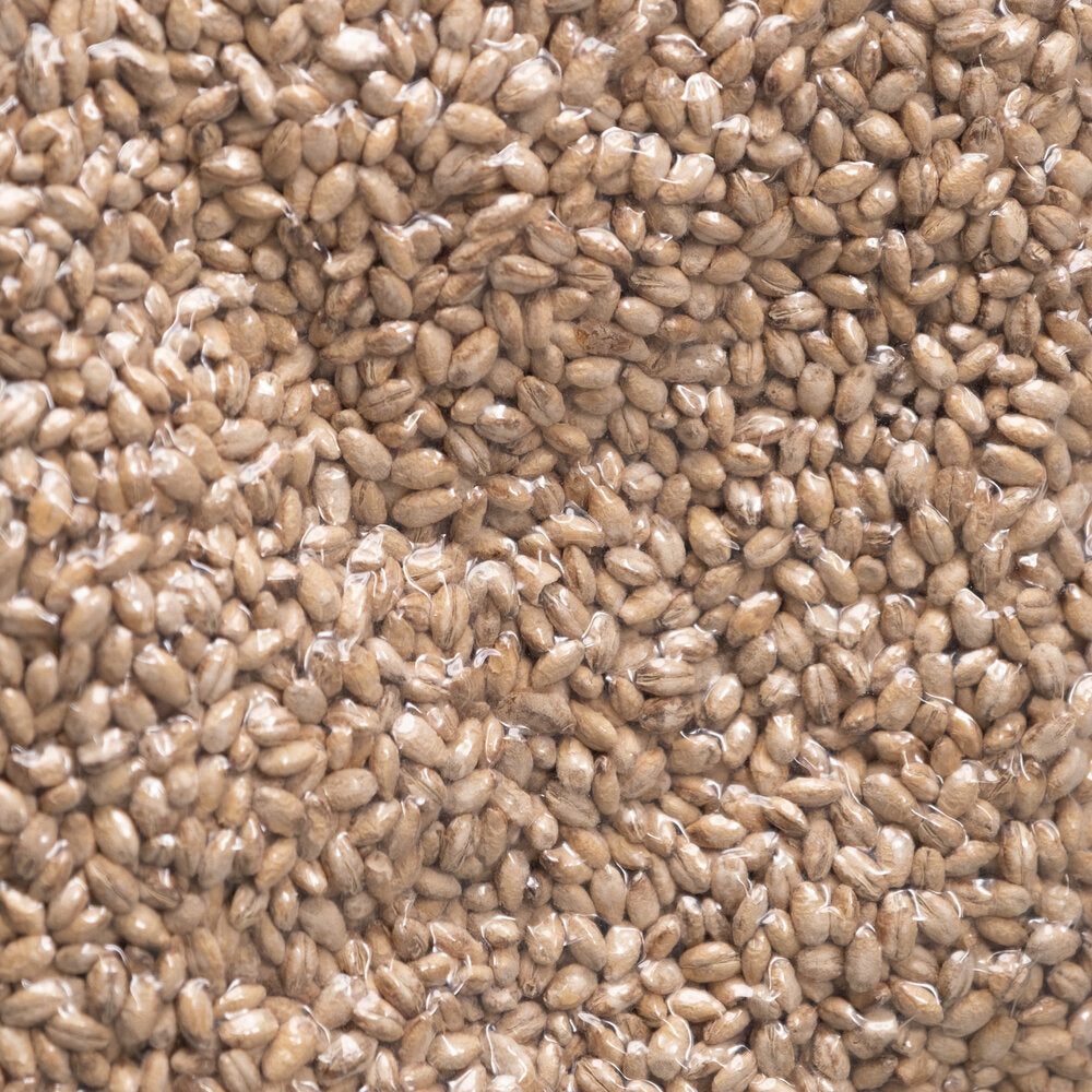 Dried Mugi (Barley) Koji - White Citric Koji : Aspergillus Luchuensis Kawachii 200G