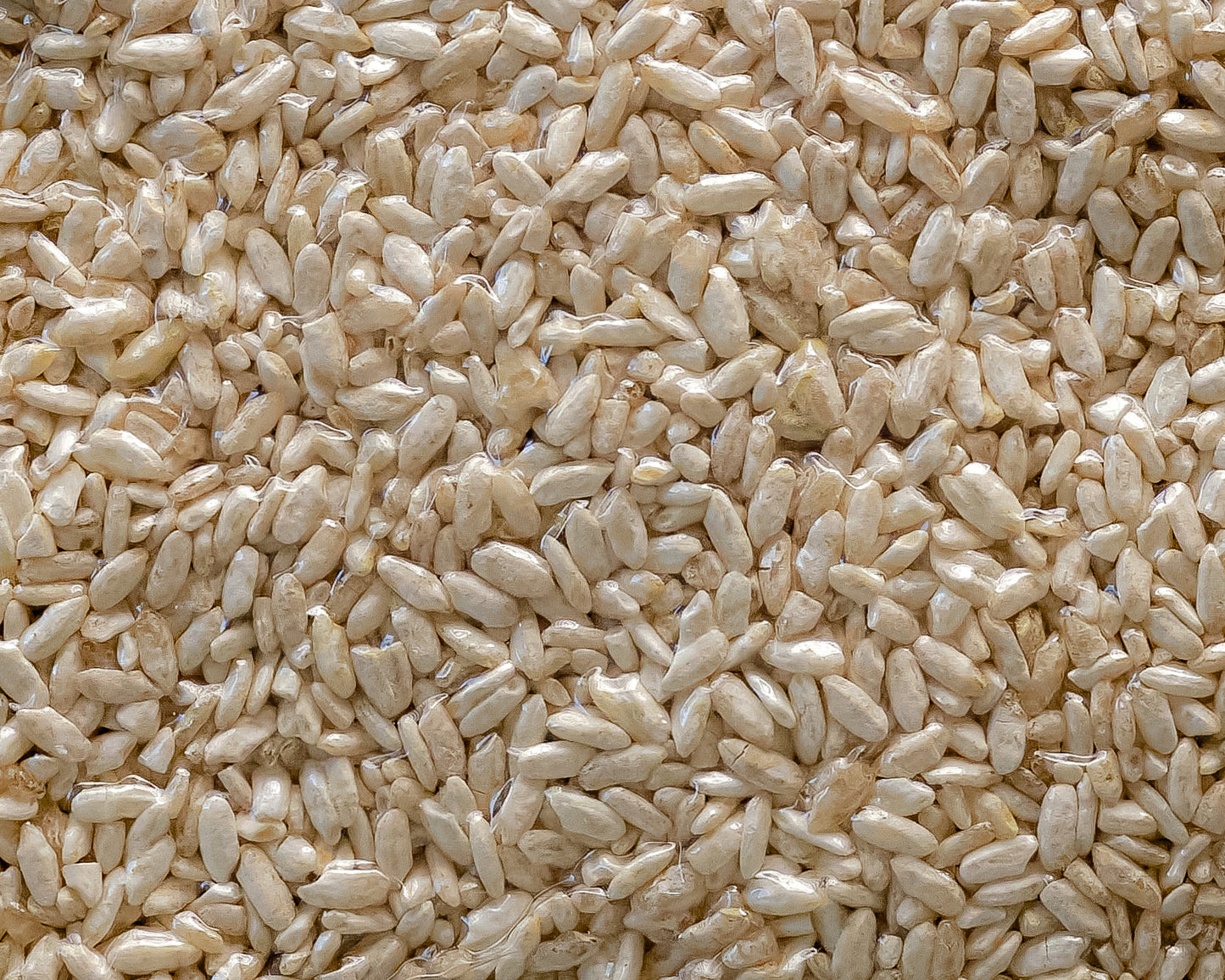 Dried Kome (Rice) Koji - Ki-Koji : Aspergillus Oryzae 200G